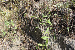 Ceropegia candelabrum var. candelabrum